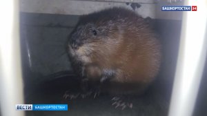 Уфимец спас ондатру в центре города