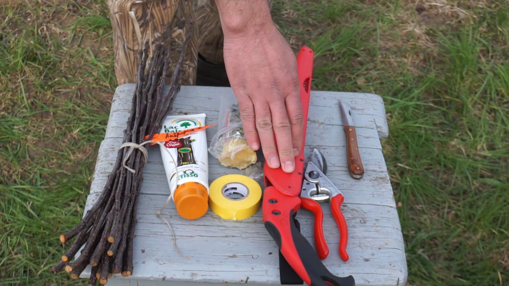 Прививка черенком