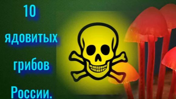 10 ядовитых грибов России.