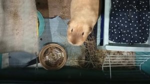 Дрессировка морской свинки 🤗😉