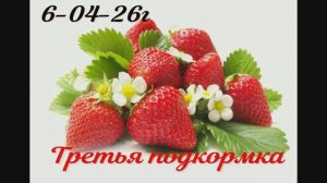 Продолжаем уход за клубникой . Третья подкормка. Извините за рабочий вид.