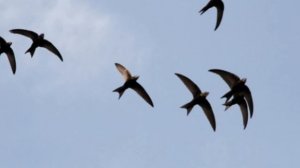 Гатауллина Анна "Стрижи"