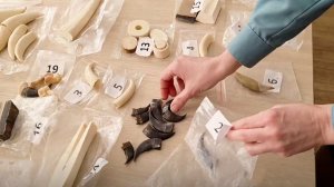 Змеиную голову и бивень мамонта обнаружили у иностранца в Пулкове