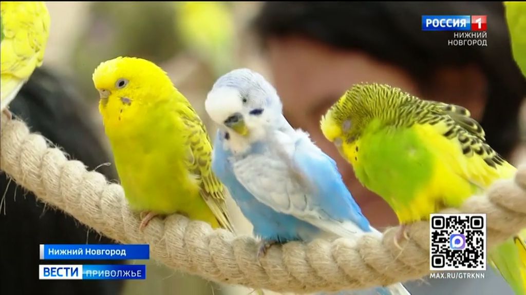 Погладить покормить и узнать много нового об экзотических птицах