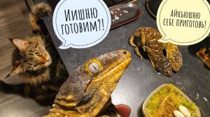 Сюрприз от гекконов! Сыч Лучик показывает свою мышку-малютку. Кто царапал берёзу? Дятел не стучит