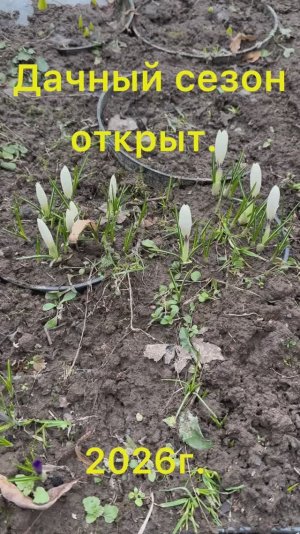 Весна 2026. Мыши чуть не съели все тюльпаны. Спасаю оставшиеся тюльпаны