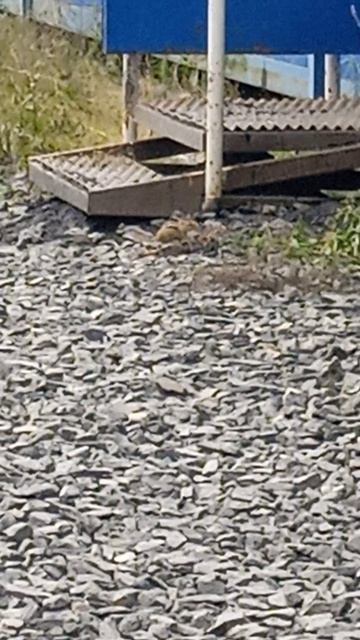 Бурундучок