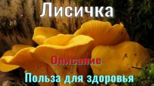 Лисичка . Описание . Польза для здоровья