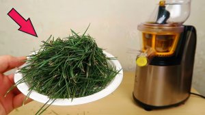 Сок из Сосновых иголок! Выдержит ли это Соковыжималка Что если сломается Alex Boyko