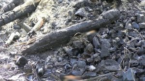 С 10 апреля на территории Тверской области начнется пожароопасный сезон