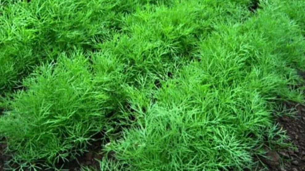 Чем подкормить укроп, чтобы он рос пышным и не желтел
