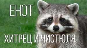 Влажные лапки и сухой расчёт: Когнитивный диссонанс енота-полоскуна