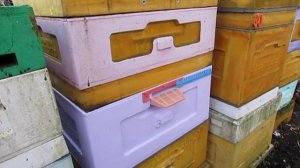 апрель на пасеке - пчелы вылетают из улья в холодную погоду из улья и могут погибать, что делать