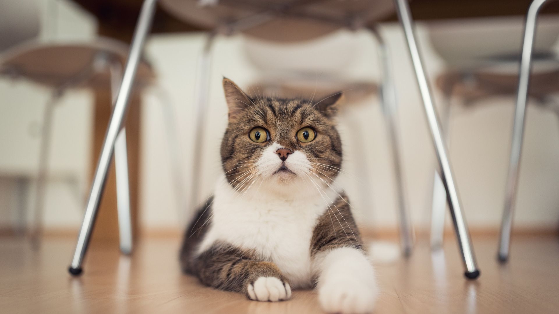 СМЕШНЫЕ КОТИКИ #3