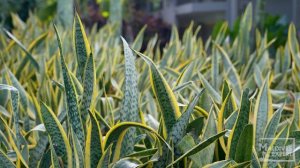 Маврикийский рай: Royal Palm Beachcomber Luxury Mauritius. Полный обзор отеля