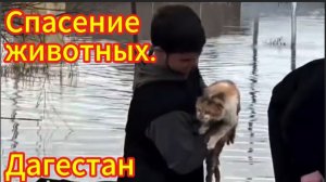 В Дагестане спасают животных во время наводнения.