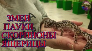 Посетили выставку рептилий.