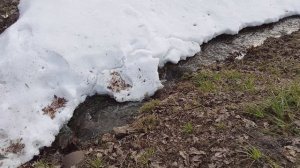 Звуки лесного ручья