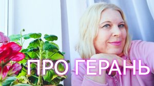 Герань:цветы на подоконнике