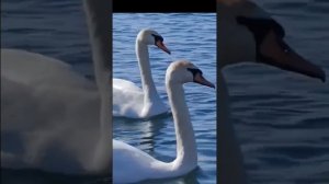 Высокий берег Анапы: прозрачное море, белые лебеди и неторопливая жизнь.