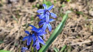 Первоцветы. Крокусы. Чистяк весенний. Пролеска. Хохлатка. Весна в Москве. Апрель 2026