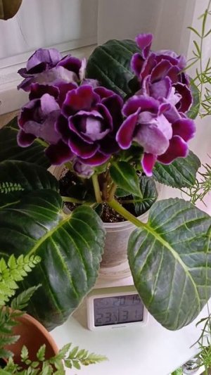 Сойти с ума какой букет! Ещё даже до конца не открылся 😃👍#глоксиния