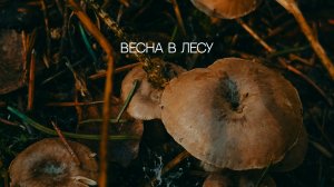 Апрель в лесу