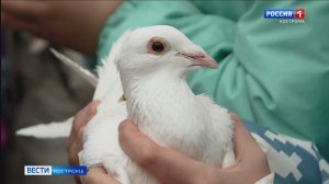 Православные костромичи выпускают в небо белых голубей