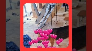 1000055314.mp4 (Собака наблюдает за устройством лестницы на 2-ой этаж в доме А-фрейм)