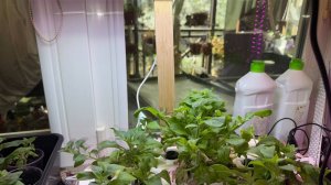 Немного о гидропонике, мне очень даже нравится.