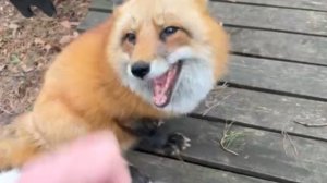 Лиса-Алиса. Лиса не успокоится, пока не проверит все свои владения