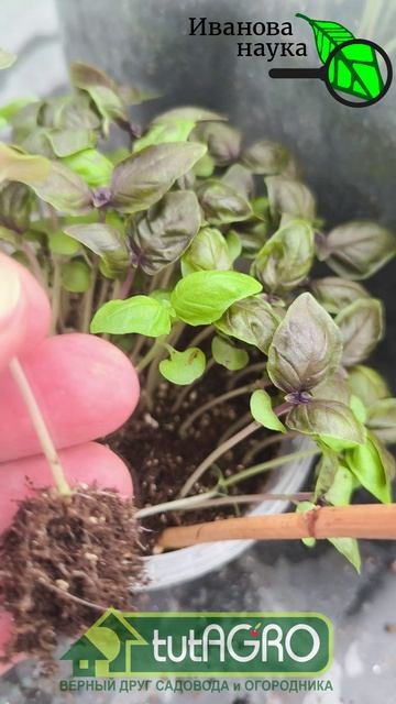 БАЗИЛИК растет ковром! Растим базилик БЕЗ ХИТРОСТЕЙ. Как выращивать базилик через рассаду. #огород