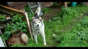 Разные потребности