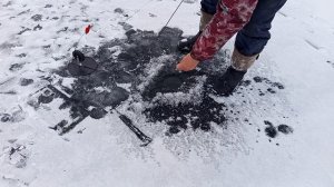 Степные щуки! сезон 2025-26