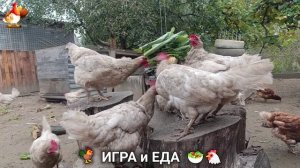 Кормление кур овощами и фруктами для зарядки и от скуки 🥗🐓🤗  (82)