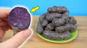 ЧТО если сделать ПЮРЕШКУ из ФИОЛЕТОВОЙ картошки