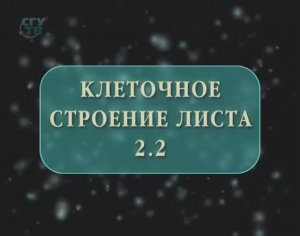 Клеточное строение листа