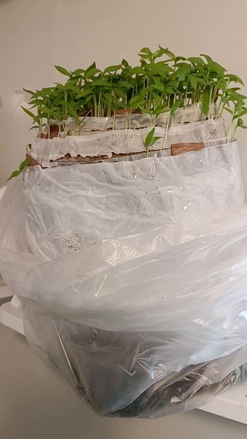 Рассада в "улитках" (скрутках, рулетах)