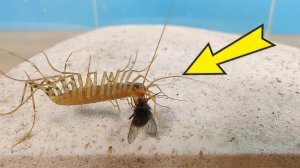 У меня Новый питомец. Страшная и ужасная Мухоловка! Битва с мухой!