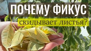 №126. Почему фикус сбрасывает листья? Передвинули? Сквозняк?