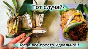 Распаковка - Когда всё идеально❗ #орхидеи 👏💪 Первые ласточки этого года