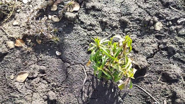 Обзор сада 7 апреля 2026 г.