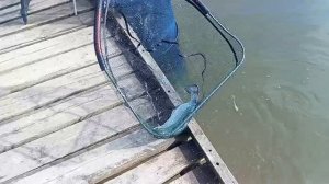 Очередная поимка Форели