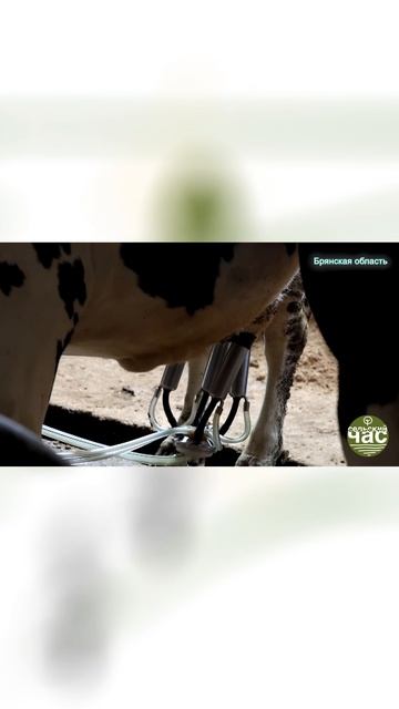 За что посадили фермера Маруткину?