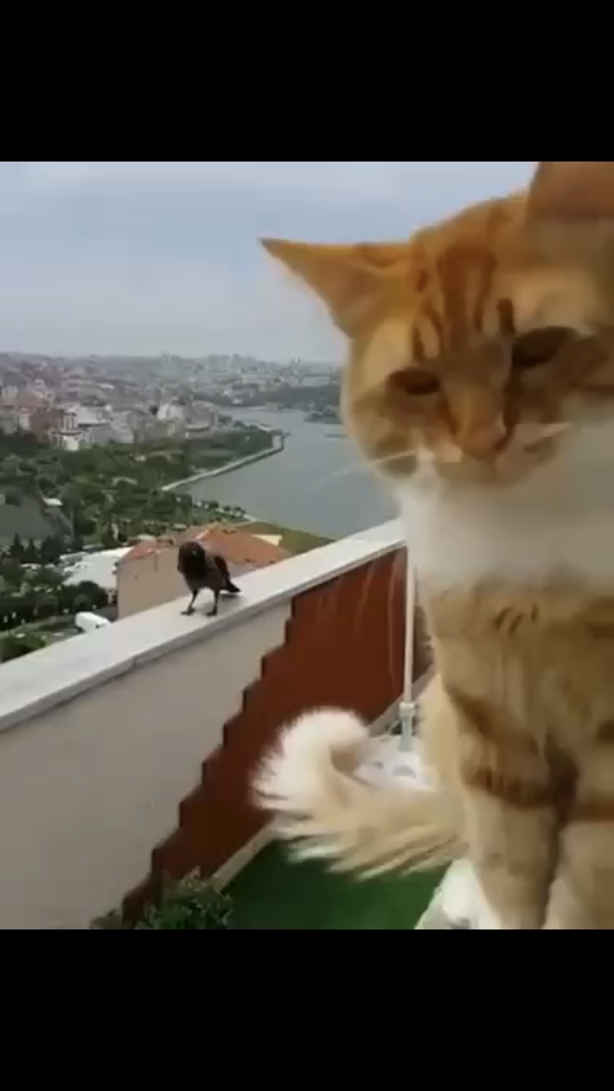 Уйди птица, не мешай - я с человеком разговариваю! 😼