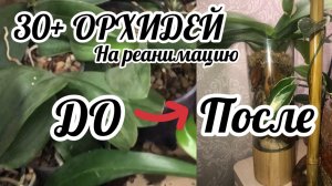 Орхидеи реанимашки. Сразу 30+ Орхидей. Результат спустя 3 месяца. До и после!