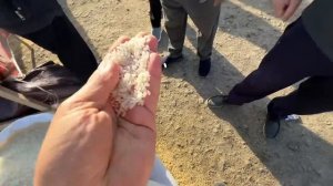 хоразим хазарасп оптим гурун нархлари