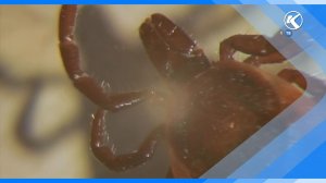 07.04.2026 Сезон укусов клещом в Киселевске открыт