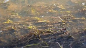 Язвенка в апреле.