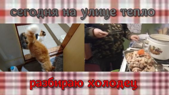 № 1008 сегодня на улице тепло  // разбираю холодец